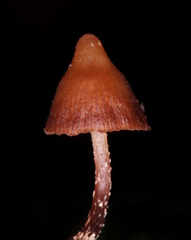 Psilocybe heimii