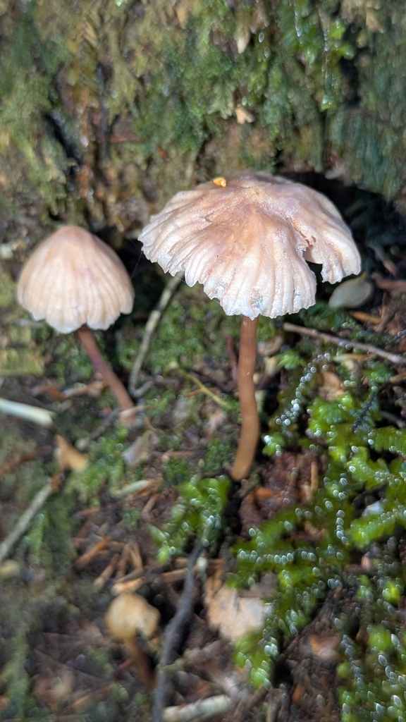 Laccaria masoniae · October 2025 · photo: © benkeen (iNaturalist, cc0)