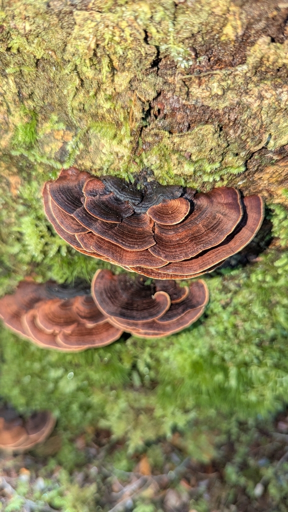 Hymenochaete microcycla · October 2025 · photo: © benkeen (iNaturalist, cc0)
