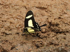 Heraclides torquatus