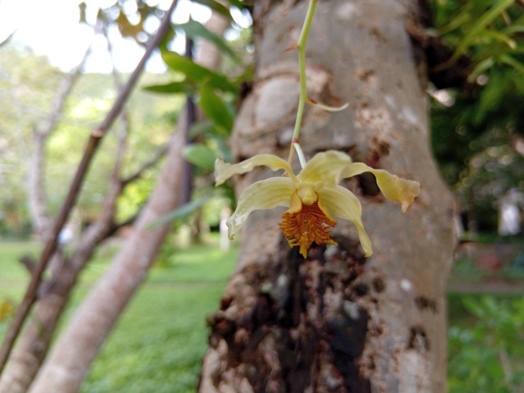 Dendrobium venustum Teijsm. & Binn.