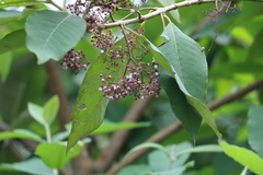 Callicarpa nudiflora