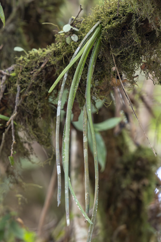 Ancistrorhynchus laxiflorus