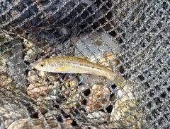 Spotted Barbell Gudgeon photo 3