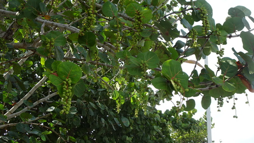 sea grape