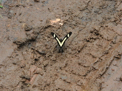 Heraclides torquatus