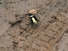 Heraclides torquatus