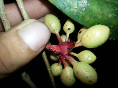 Desmopsis verrucipes