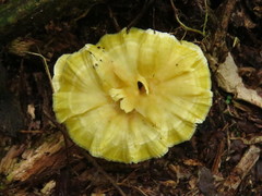 Cotylidia aurantiaca