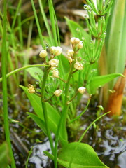 Maianthemum trifolium