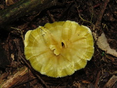 Cotylidia aurantiaca