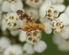 Oxyna flavipennis