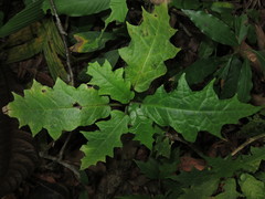 Dorstenia choconiana