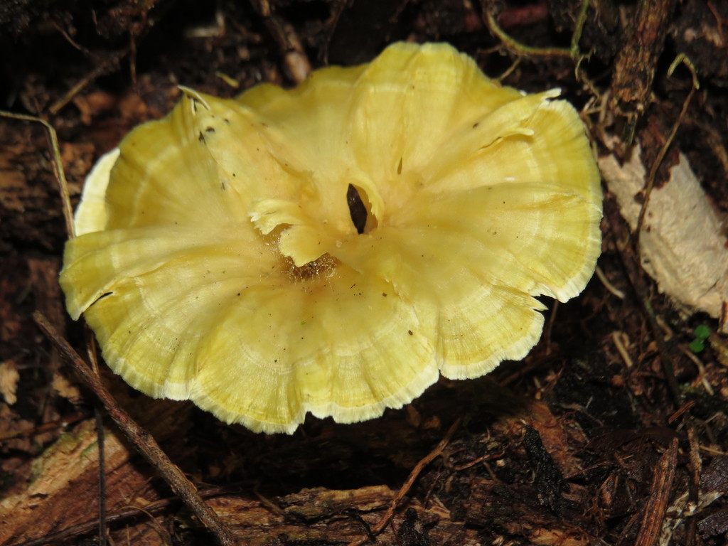 Cotylidia aurantiaca · December 2015 · photo: © diogoluiz (iNaturalist, cc-by)