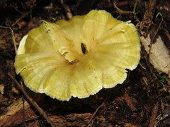 Cotylidia aurantiaca