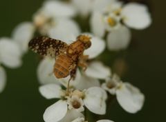 Oxyna flavipennis