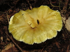 Cotylidia aurantiaca