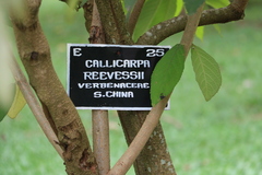 Callicarpa nudiflora