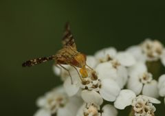 Oxyna flavipennis