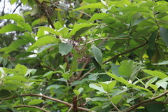 Callicarpa nudiflora