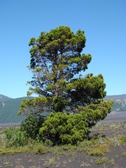 Austrocedrus chilensis