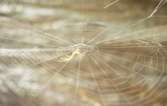 Leucauge