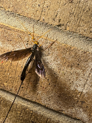 Black Giant Ichneumonid Wasp photo 5