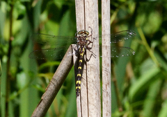 Cordulegaster bilineata