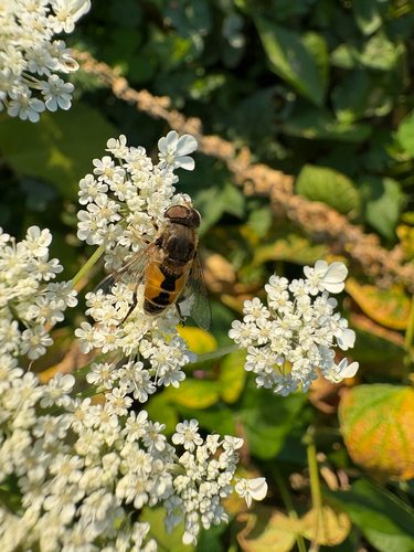 Unknown species found near NE 16th Ave, Portland, OR, US