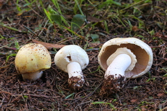 Agaricus albolutescens