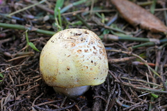 Agaricus albolutescens
