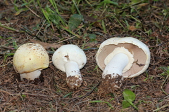 Agaricus albolutescens