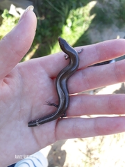 Chalcides bedriagai