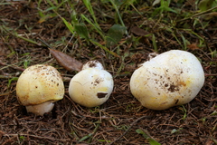 Agaricus albolutescens