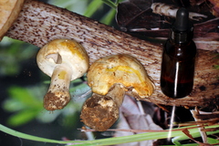Agaricus albolutescens