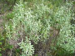 Salix candida