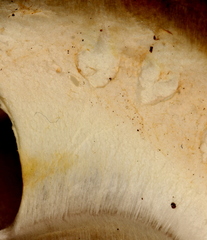 Agaricus albolutescens