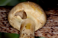 Agaricus albolutescens