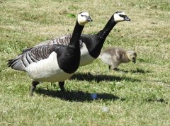 Branta leucopsis