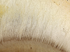 Agaricus albolutescens