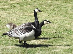 Branta leucopsis