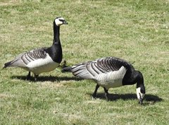 Branta leucopsis