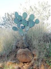 Opuntia joconostle