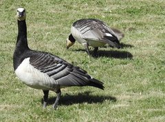 Branta leucopsis