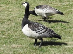 Branta leucopsis