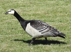 Branta leucopsis