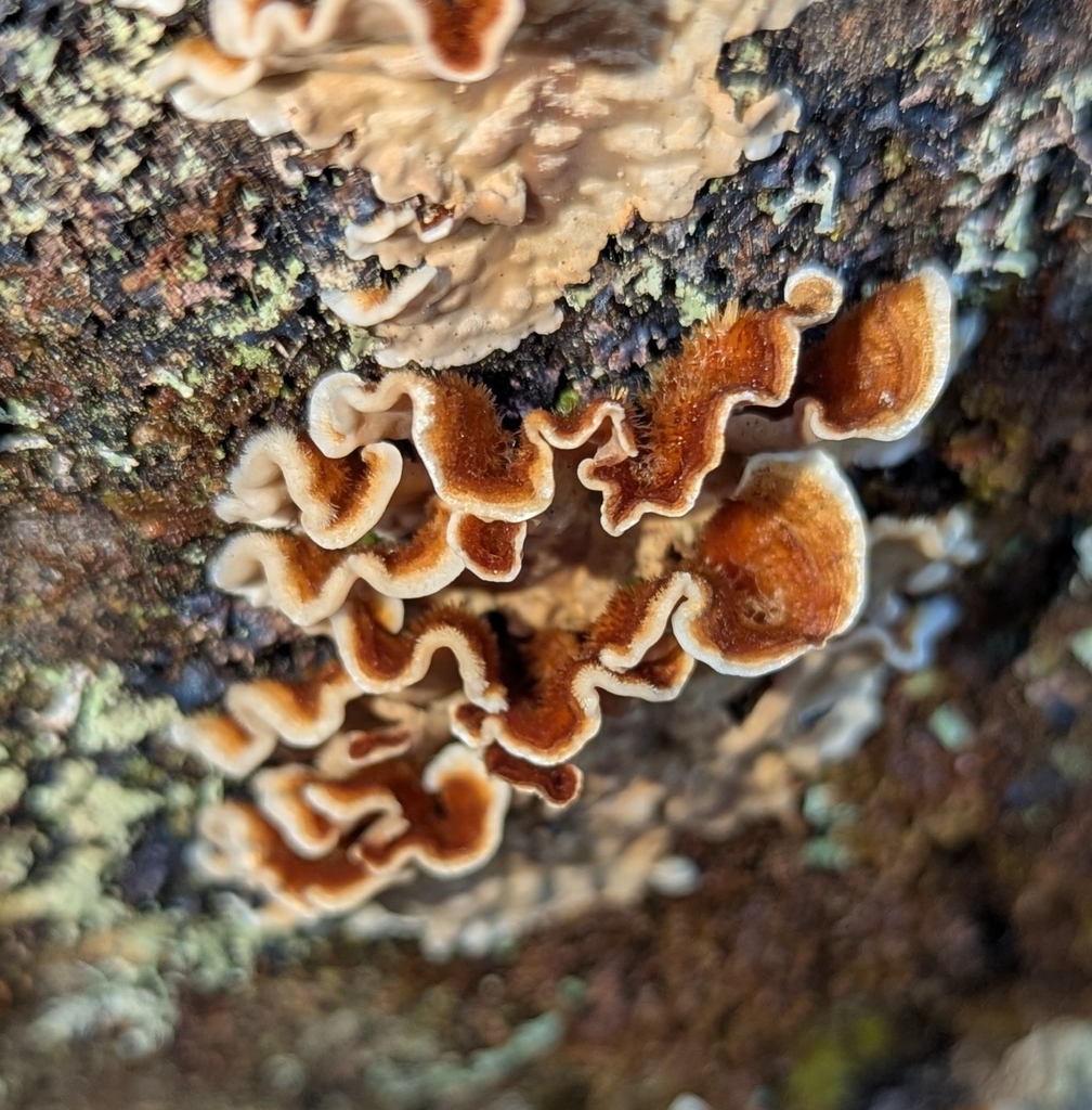 Stereum hirsutum · October 2025 · photo: © benkeen (iNaturalist, cc0)