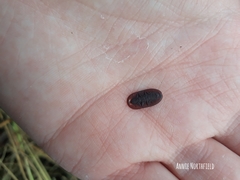 Cossyphus hoffmannseggi