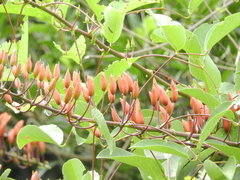Erythrina crista-galli