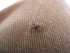 Dermacentor occidentalis